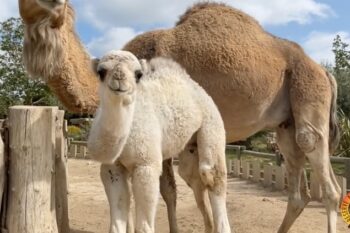 Naissance d&#8217;un bébé Dromadaire