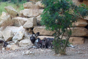 BABY BOOM chez les Lycaons !