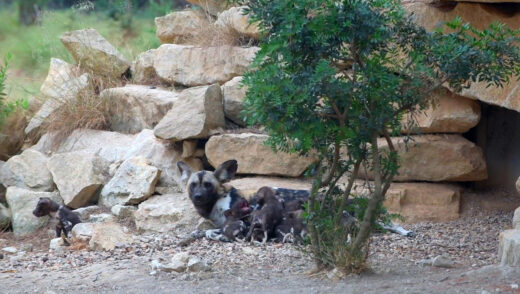 BABY&#x20;BOOM&#x20;chez&#x20;les&#x20;Lycaons&#x20;&#x21;