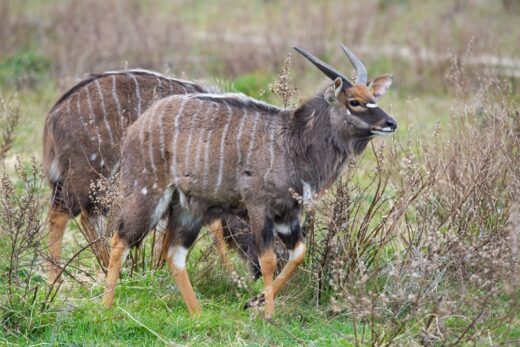 Nyala