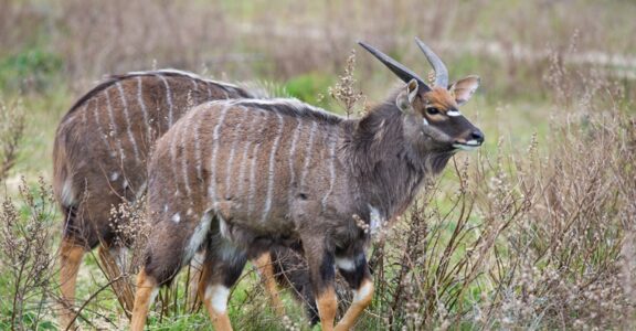 Nyala
