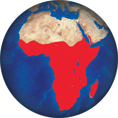 Ombrette africaine