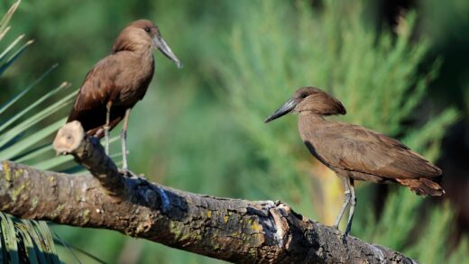 Hamerkop