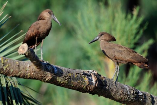 Hamerkop