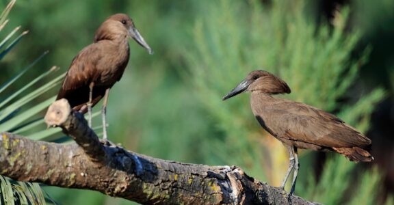 Hamerkop