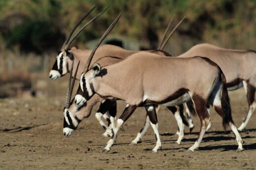 Oryx&#x20;gemsbok