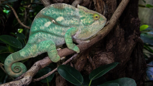 Caméléon de Parson
