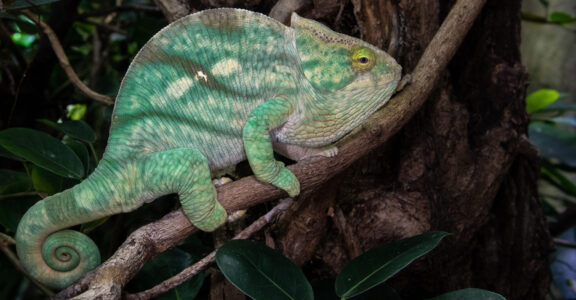 Parson&#8217;s chameleon