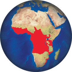 Palmiste africain