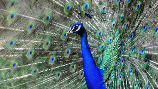 Indian peafowl