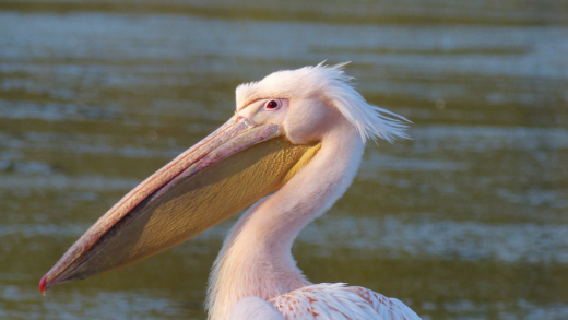 Great white pelican