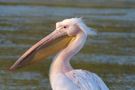 Great white pelican