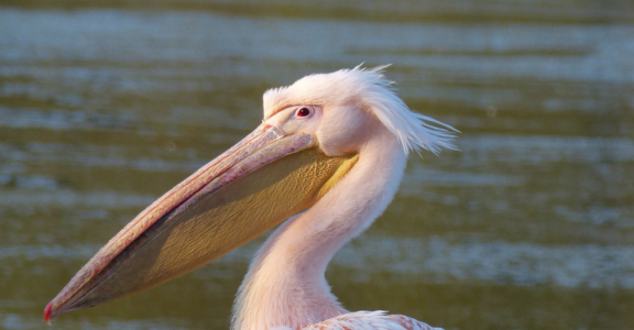 Great white pelican