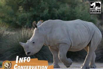 Save the Rhino International