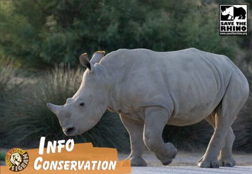Save&#x20;the&#x20;Rhino&#x20;International
