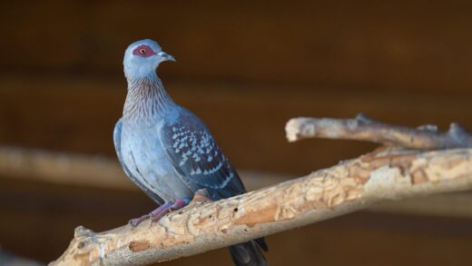 Pigeon roussard