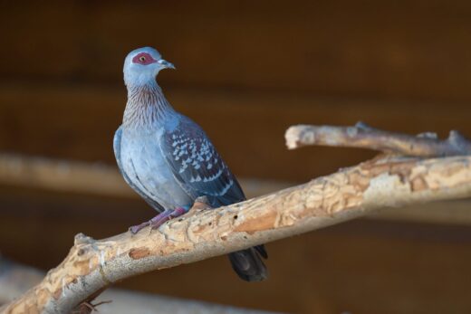 Speckled&#x20;pigeon