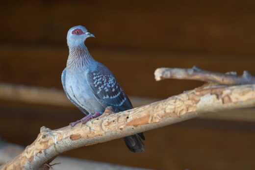 Pigeon roussard