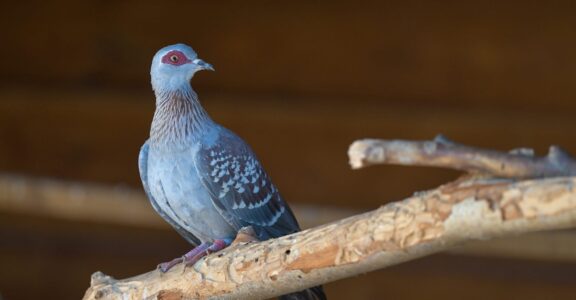 Pigeon roussard