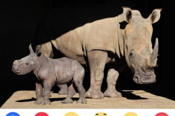 Quel prénom choisir pour bébé Rhino ?