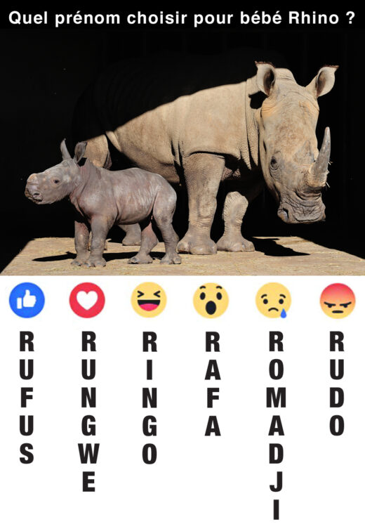 Quel&#x20;pr&#x00E9;nom&#x20;choisir&#x20;pour&#x20;b&#x00E9;b&#x00E9;&#x20;Rhino&#x20;&#x3F;