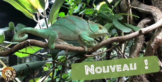 Ouverture&#x20;du&#x20;nouveau&#x20;Vivarium
