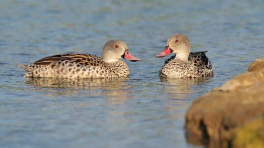 Cape teal