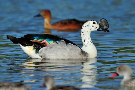 Canard à bosse