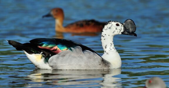 Canard à bosse