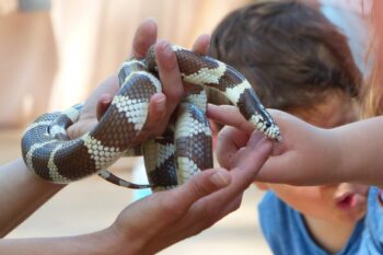 Venez à la rencontre des serpents