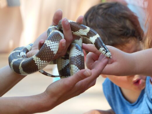 Venez&#x20;&#x00E0;&#x20;la&#x20;rencontre&#x20;des&#x20;serpents