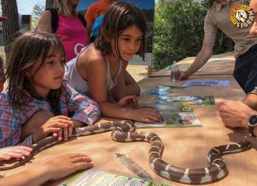D&#x00E9;sensibilisation&#x20;aux&#x20;serpents