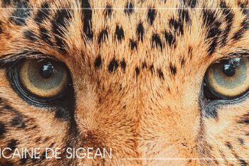 Safari virtuel à la Réserve Africaine de Sigean