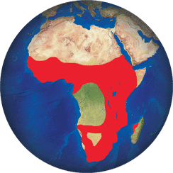 Espátula africana