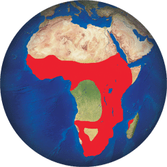 Spatule d’Afrique