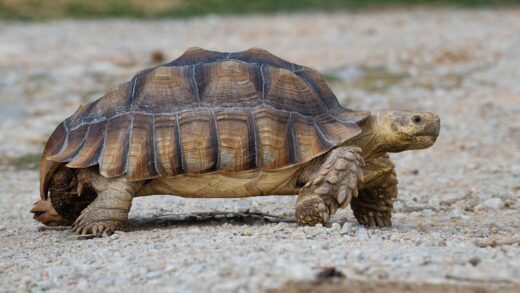 Tortue sillonnée