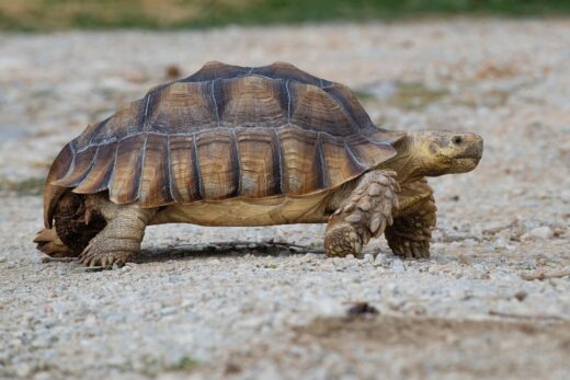Tortue sillonnée