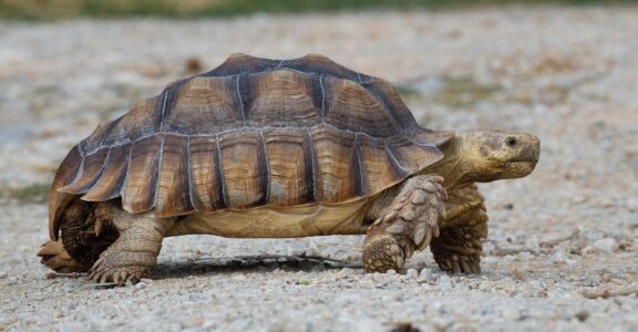 Tortue sillonnée