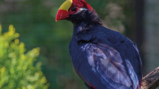 Touraco violet