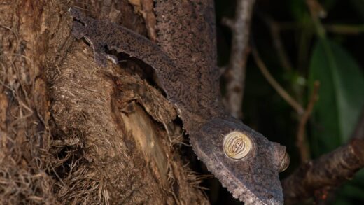 Gecko à queue feuillue