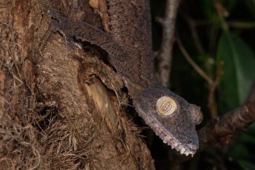 Common flat-tail gecko