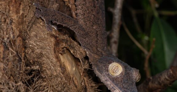 Common flat-tail gecko