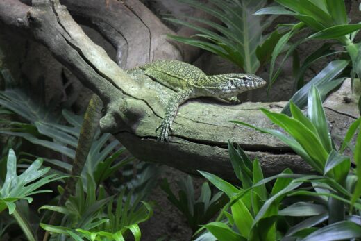 Varan du Nil