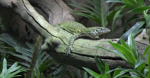 Varan du Nil