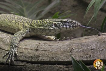 Nouveau Vivarium : horaires d&#8217;été