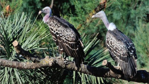 Rüppell’s vulture