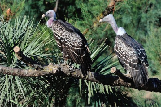 Rüppell&#8217;s vulture