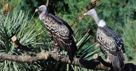 Rüppell’s vulture