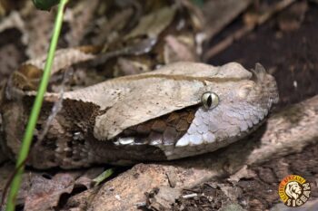 Nouveautés venimeuses dans le Vivarium !