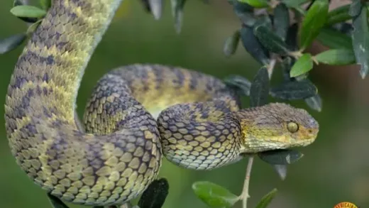 Variable bush viper